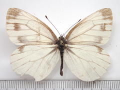 Pieris melete