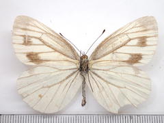 Pieris melete