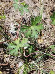 Geranium carolinianum carolinianum