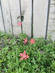 Freesia laxa