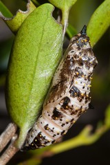 Belenois java peristhene