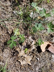 Geranium carolinianum carolinianum