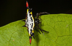 Gasteracantha westringi