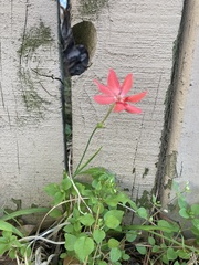 Freesia laxa