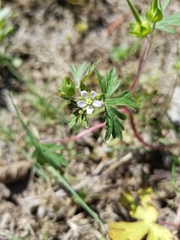 Geranium carolinianum carolinianum