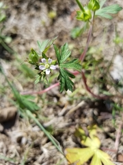 Geranium carolinianum carolinianum