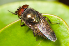 Stomorhina discolor