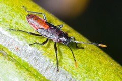 Arocatus rubromarginatus