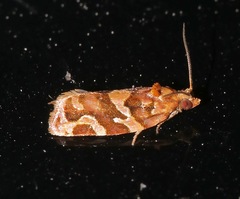 Argyrotaenia hodgesi