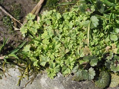 Alchemilla microcarpa