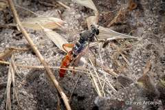 Miltinus stenogaster