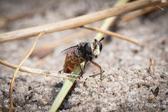 Miltinus stenogaster