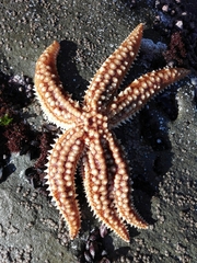 Meyenaster gelatinosus