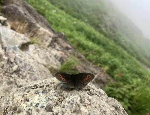 Erebia niphonica Janson, 1877