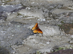Polygonia haroldii