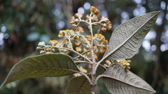 Buddleja incana