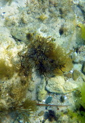 Stigmatopora nigra