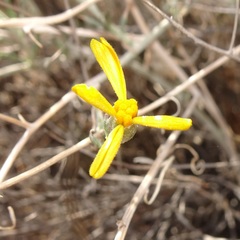 Psilostrophe cooperi