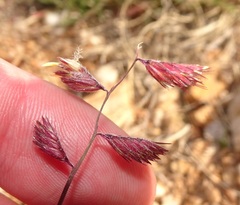 Bouteloua chondrosioides