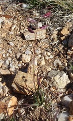 Bouteloua chondrosioides
