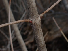 Viburnum opulus americanum
