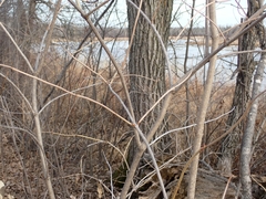 Viburnum opulus americanum