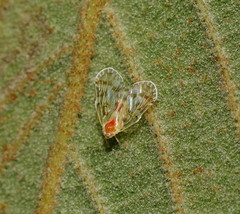 Saccharodite chrysonoe