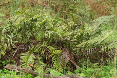 Blechnum minus