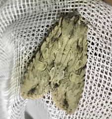 Lithophane disposita