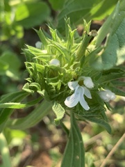 Leucas sexdentata