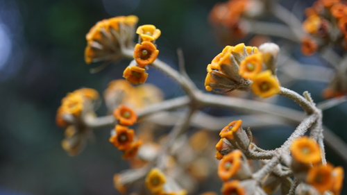 Image of Buddleja incana by (c) Jairo Pinto, some rights reserved (CC BY)