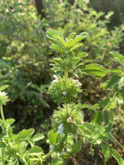 Leucas sexdentata