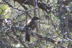 Tarphonomus certhioides