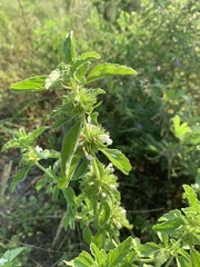 Leucas sexdentata