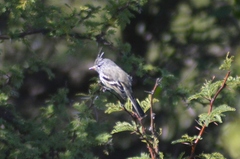 Anairetes flavirostris