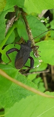 Camptischium