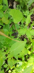 Camptischium