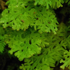 Trichocolea rigida