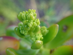 Pachysedum