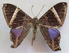 Coronidia orithea