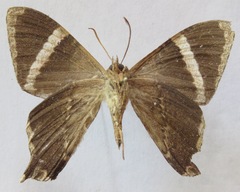 Coronidia orithea