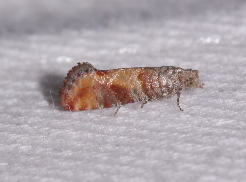 Nantucket Pine Tip Moth