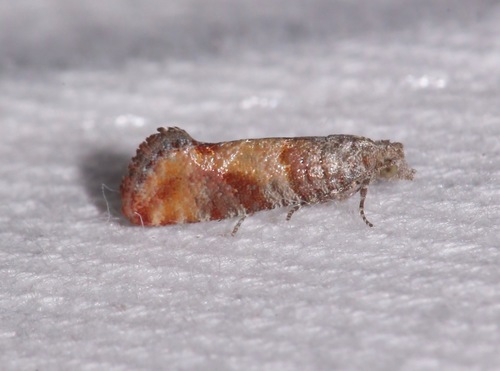 Nantucket Pine Tip Moth