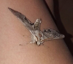 Marumba jankowskii