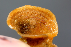 Dendrobeania lichenoides