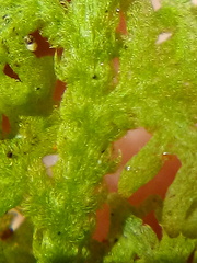 Trichocolea rigida