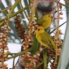 Sicalis flaveola flaveola