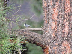 Sitta pygmaea