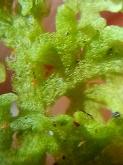 Trichocolea rigida