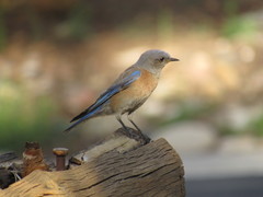 Sialia mexicana